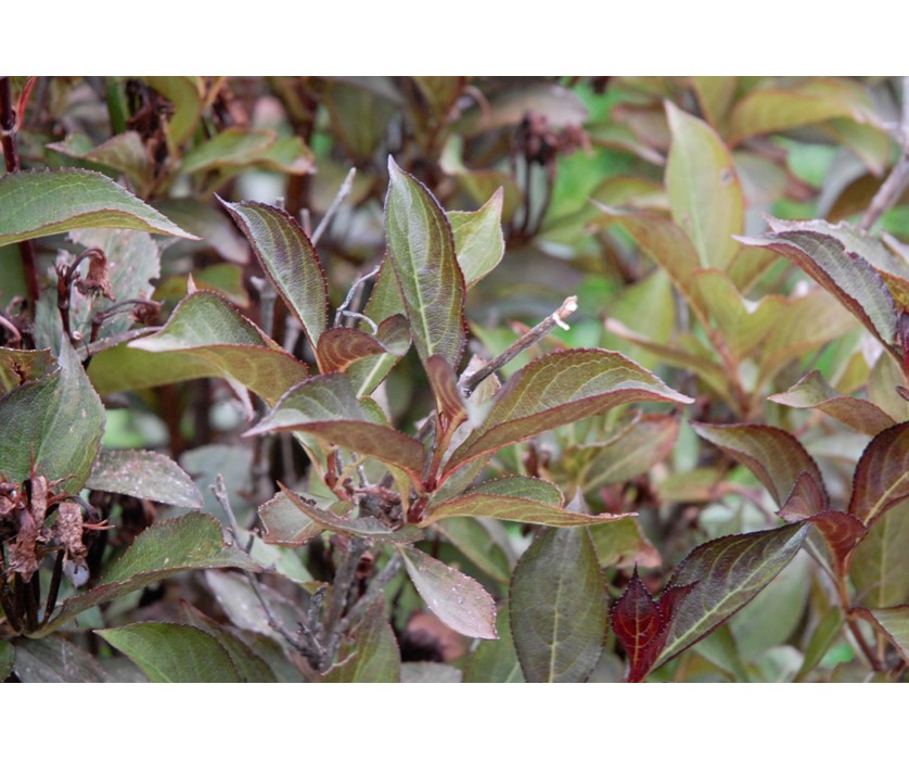 Wine and Roses Weigela